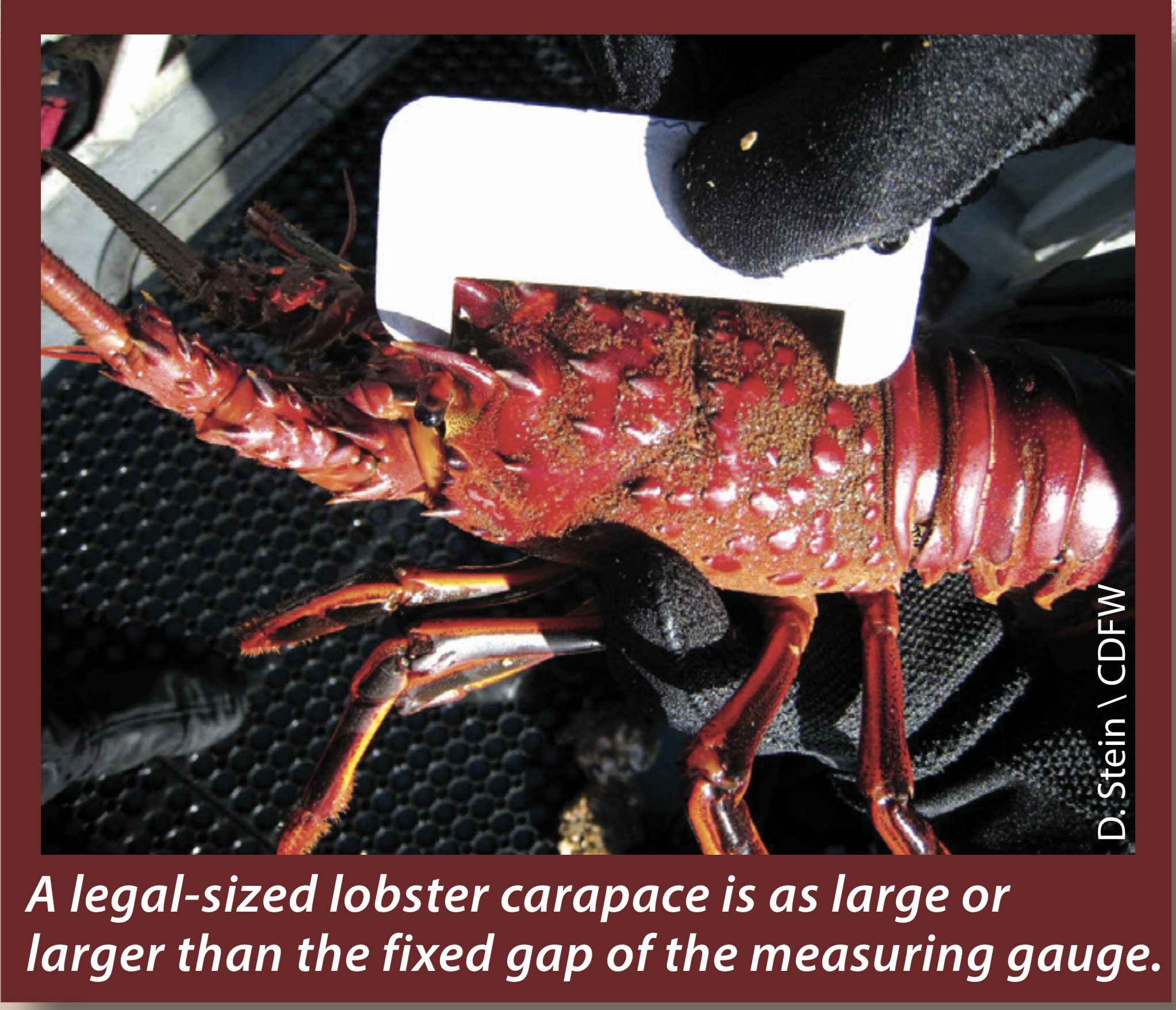 California Spiny Lobster Season